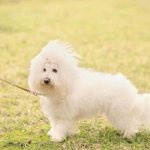 Итальянские породы собак - ТОП 10! - 6. Болоньезская собака: итальянские собаки