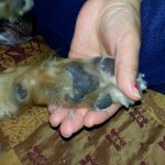 Износ сустава может стать причиной артрита