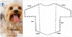 Йорк: одежда для собаки, как сшить самостоятельно, выкройки, как сделать замеры, из чего и как шить.