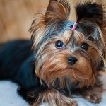 йорк с грустными глазами