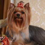 Йоркширский терьер: описание