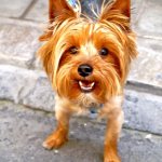 К 8-ми месяцам у йорков формируется полный комплект зубов