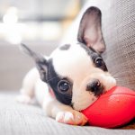 как чистить уши собаке