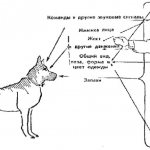как дрессировать щенка