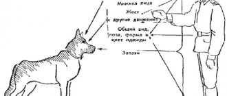 как дрессировать щенка