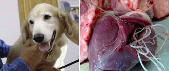 Как избавиться от глистов у собаки