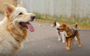 Как определить тревожное поведение собаки