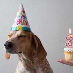 Как определить возраст собаки