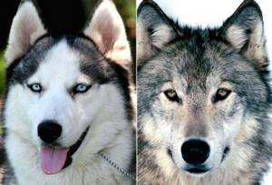 как отличить волка от собаки