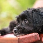 How to stop a dog or puppy from whining