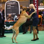 Как отучить собаку прыгать на хозяина?