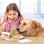 Как отучить собаку воровать еду со стола?