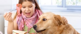 How to stop a dog from stealing food from the table?