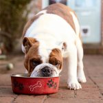 Как перевести собаку на корм