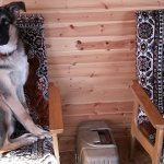 Как подружить собаку с собакой