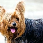 Как подстричь йорка