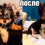 Как подстричь йорка в домашних условиях?