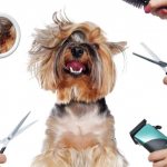 How to cut a dog&#39;s hair at home