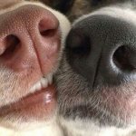 Как понять, что собака болеет: признаки здоровой и больной