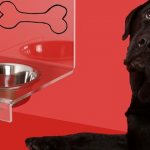 Как повысить аппетит у собаки