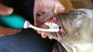Как правильно чистить зубы собаке