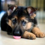 Как правильно выбрать щенка немецкой овчарки