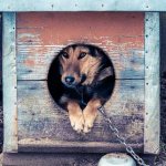 Как предохранить собаку от обморожения или переохлаждения