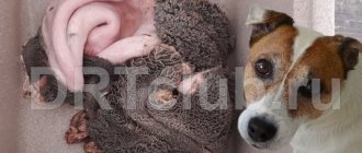 Как приготовить говяжий рубец для собак
