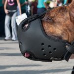 Как приучить собаку к наморднику