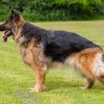 как проявляется дисплазия у собак