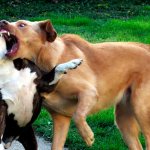 Как разнять дерущихся собак?