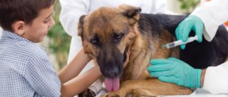 Как сделать укол собаке