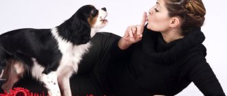 Как собаку отучить лаять дома и на улице