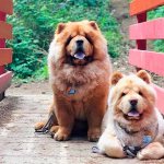 Как у щенков