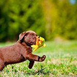 Как ухаживать за щенками?