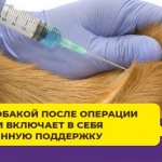 Как ухаживать за собакой после стерилизации или кастрации