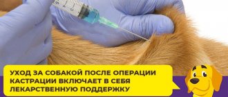 Как ухаживать за собакой после стерилизации или кастрации