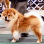 Как выбрать породистого щенка