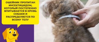 Как выбрать собаке хороший ошейник от блох и клещей