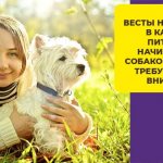 Как выбрать здорового щенка вест хайленд уайт терьер и ухаживать за ним