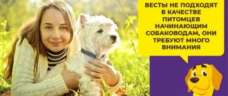 Как выбрать здорового щенка вест хайленд уайт терьер и ухаживать за ним