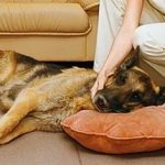 как выглядит собака при отравлении