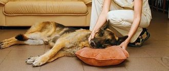 как выглядит собака при отравлении