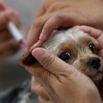 what is the best vaccination for a dog?