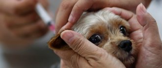 what is the best vaccination for a dog?