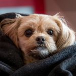 Какая разница между кастрацией и стерилизацией