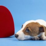 какие есть болезни сердца у собак