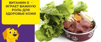 Какие витамины нужны собаке для красивой и здоровой шерсти