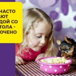 Какой корм лучше для щенков йорков: как правильно кормить своего аристократа