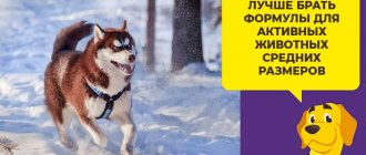 Какой сухой корм лучше подойдет для собаки породы хаски